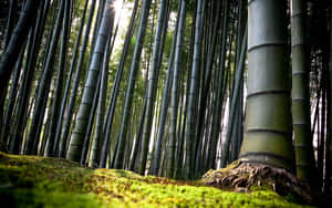 Chinese Bamboo Standing Up Against A Background Of Clouds Wallpaper