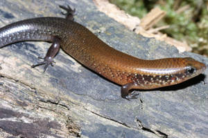 Chinese Short Limbed Ground Skink Wallpaper