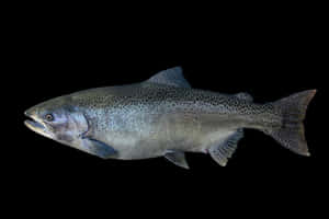 Chinook Salmon Black Background Wallpaper