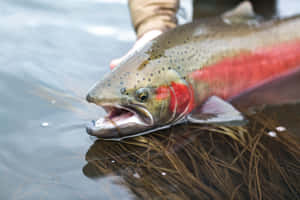 Chinook Salmon Caughtin River Wallpaper