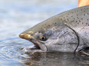 Chinook Salmon Close Up Wallpaper