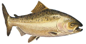 Chinook Salmon Illustration Wallpaper