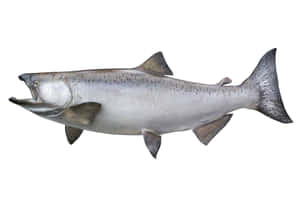 Chinook Salmon Isolatedon White Wallpaper