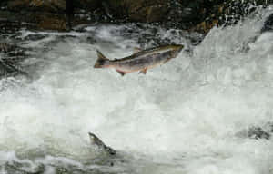 Chinook Salmon Leaping Upstream Wallpaper