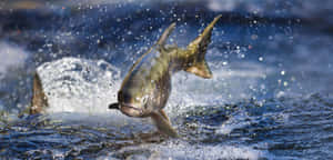 Chinook Salmon Leapingin River Wallpaper