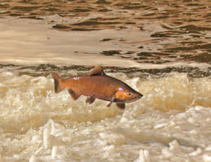 Chinook Salmon Leapingin River Wallpaper
