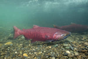 Chinook Salmon Spawning Underwater Wallpaper