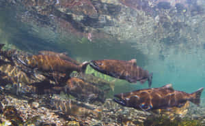 Chinook Salmon Swimming Upstream Wallpaper