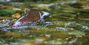 Chinook Salmon Swimming Upstream.jpg Wallpaper