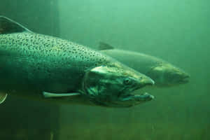 Chinook Salmon Underwater Wallpaper