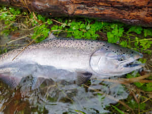 Chinook Salmonin Natural Habitat.jpg Wallpaper