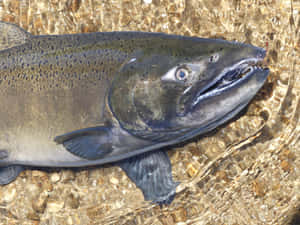 Chinook Salmonin Shallow Water Wallpaper