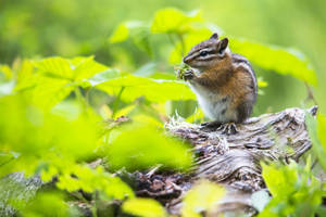 Chipmunk Plant Food Meal Wallpaper