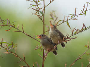 Chirping Birds On Branch At Sunrise Wallpaper