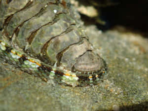 Chiton_ Closeup_ Underwater Wallpaper