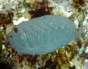 Chiton Marine Mollusk Wallpaper