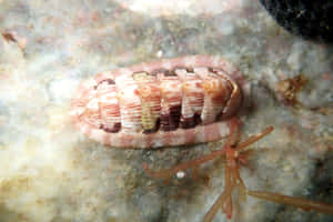 Chiton_ Marine_ Mollusk_ Underwater Wallpaper