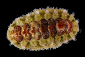 Chiton_ Mollusk_ Black_ Background Wallpaper