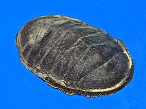 Chiton Molluskon Blue Background Wallpaper