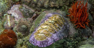 Chiton Molluskon Rocky Seabed Wallpaper