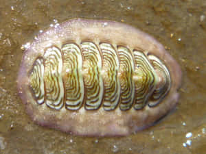 Chiton Molluskon Rocky Surface Wallpaper