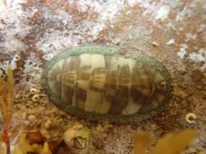 Chiton Underwater Closeup.jpg Wallpaper