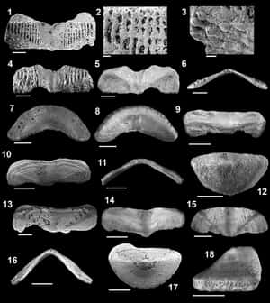 Chitonidae Fossil Specimens Collection Wallpaper