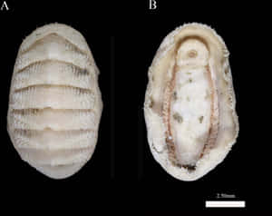 Chitonidae Specimen Comparison Wallpaper