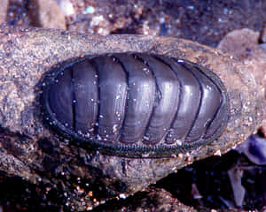 Chitonon Rock Wallpaper