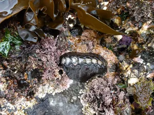 Chitonon Rocky Shore.jpg Wallpaper