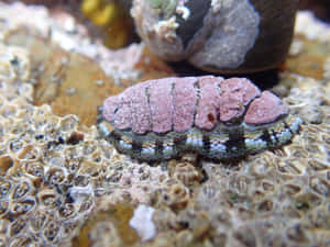 Chitonon Rocky Substrate Wallpaper