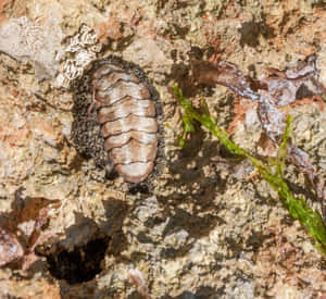 Chitonon Rocky Surface Wallpaper