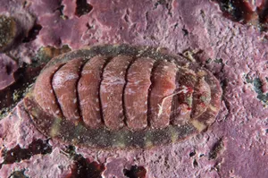 Chitonon Rocky Surface Wallpaper