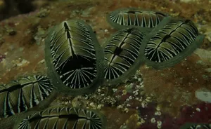 Chitonson Rocky Seabed Wallpaper