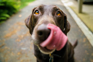 Chocolate Lab Dog Enjoys Life With Its Sweet Smile Wallpaper