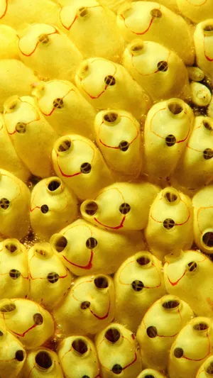 Choose Happiness With An Iphone Wallpaper