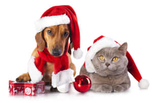 Christmas Pet Friends Santa Costumes.jpg Wallpaper