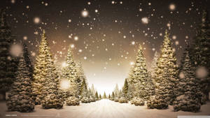 Christmas Pine Trees Wallpaper