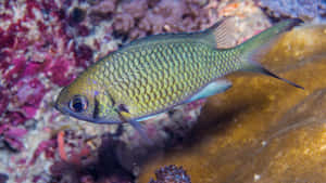 Chromis Fish Underwater Photography Wallpaper