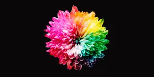 Chrysanthemum Art Black Background Wallpaper