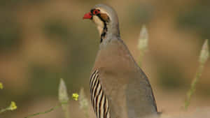 Chukar Partridgein Natural Habitat.jpg Wallpaper