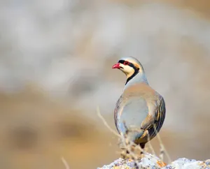 Chukar Partridgeon Rocky Ground Wallpaper