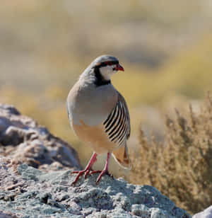 Chukar Partridgeon Rocky Outcrop Wallpaper