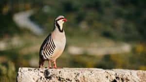 Chukar Partridgeon Stone Wall Wallpaper