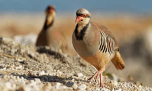 Chukar Partridgesin Habitat Wallpaper