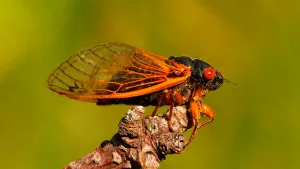 Cicada After Molting.jpg Wallpaper