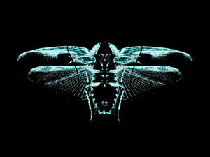 Cicada Cyan Blue Art Wallpaper