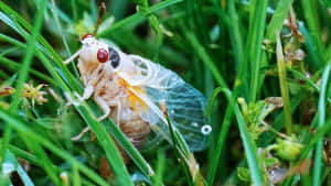 Cicada Emerging From Exoskeleton Wallpaper