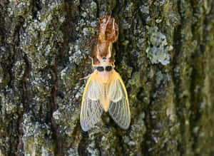 Cicada Emerging From Exoskeleton Wallpaper