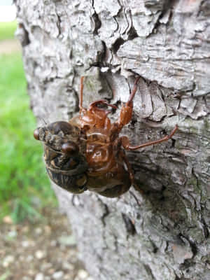 Cicada Emerging From Exoskeleton Wallpaper